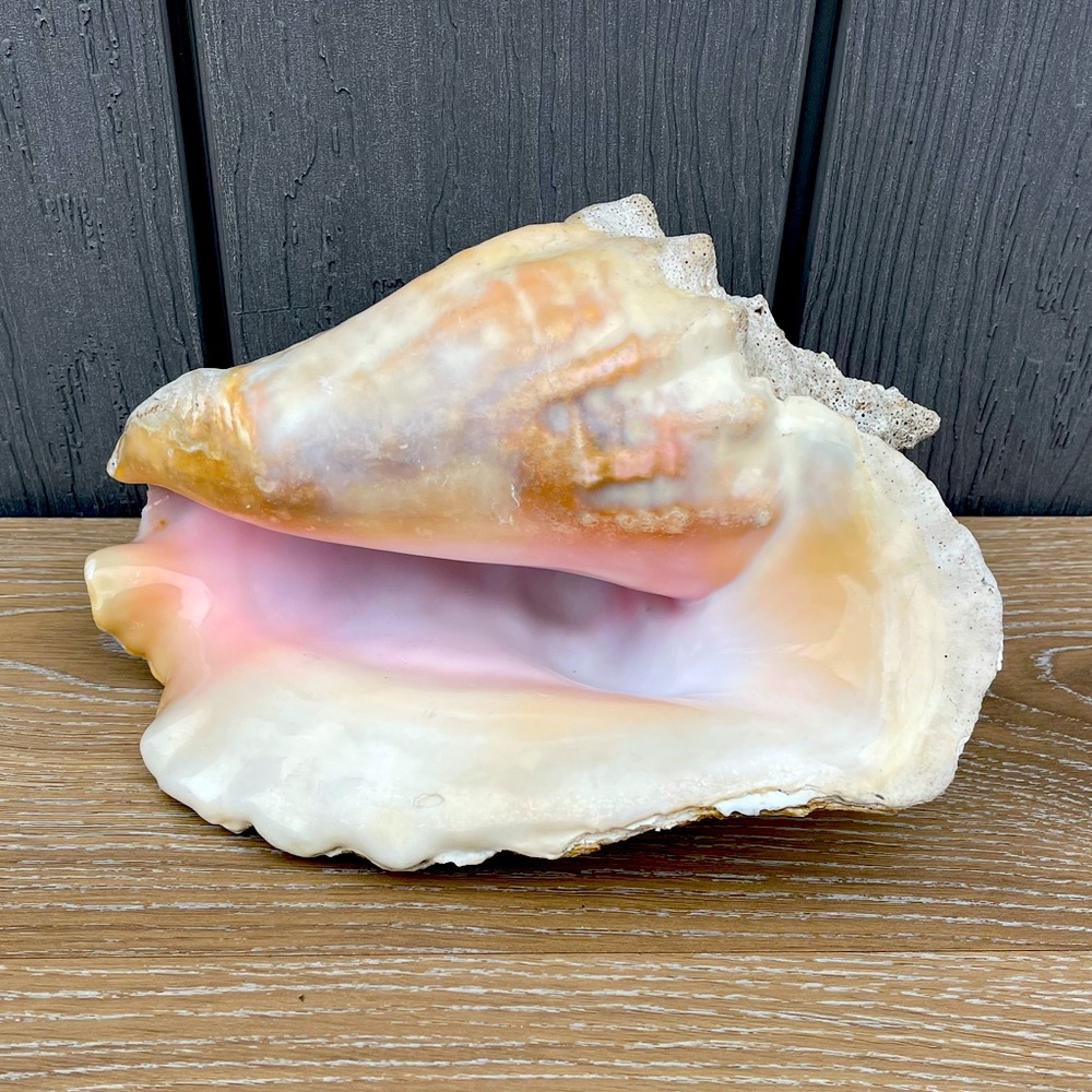 Large Conch Seashell